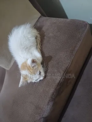 3-6 months Male Purebred Maine Coon