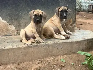1-3 months Male Purebred Boerboel