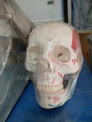 Human Skull Model/ Anatomical Teaching Model