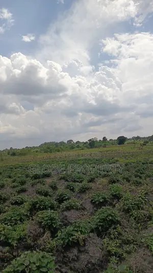 100 Acres of Farmland for Sale in Bbale Kayunga at Ugx 7m Per Acre.