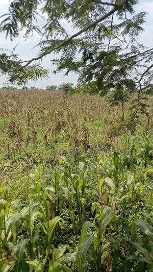 80 Acres of Land for Sale Near Bbale Town