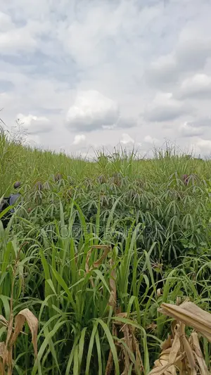 3 Acres of Farmland for Sale in Nakifuma at Only 30m Per Acre