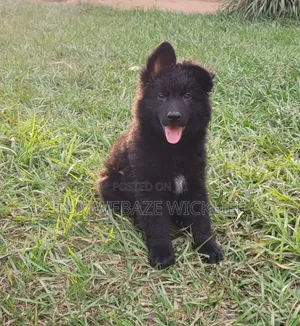 1-3 months Male Purebred German Shepherd