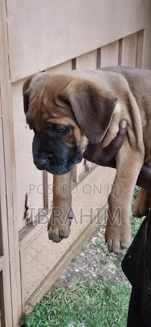 1-3 months Female Purebred Boerboel