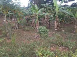 100*100feet/100feet By 100 Feet Plot
