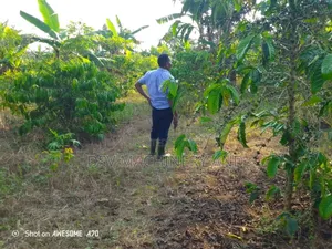 4.8 Acres/480decimals of Land With Title