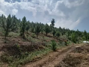13 Acres of Land With Pine and Necessary Services