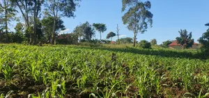 50 By 100 Ft Plot At Mpigi - Gomba Tarmac Road, Mpenja