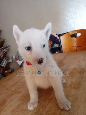 1-3 months Male Purebred White Shepherd