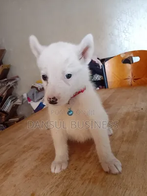 1-3 months Male Purebred White Shepherd