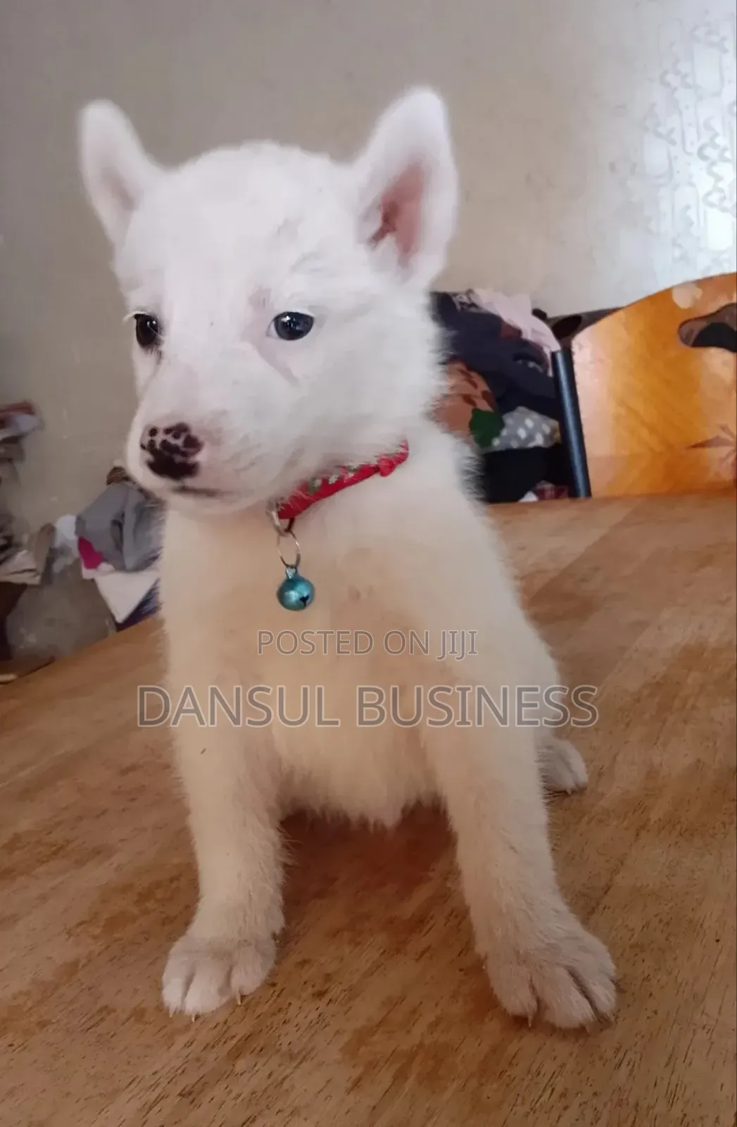 1-3 months Male Purebred White Shepherd