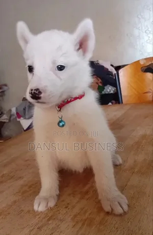 1-3 months Male Purebred White Shepherd