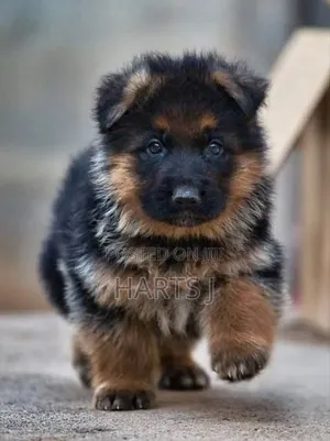 1-3 months Male Purebred German Shepherd