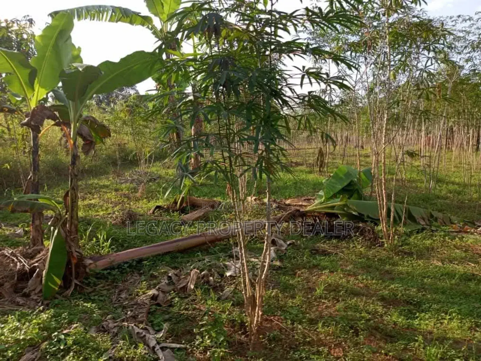 50 X 100 Plot for Sale