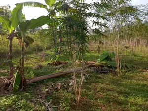 50 X 100 Plot for Sale