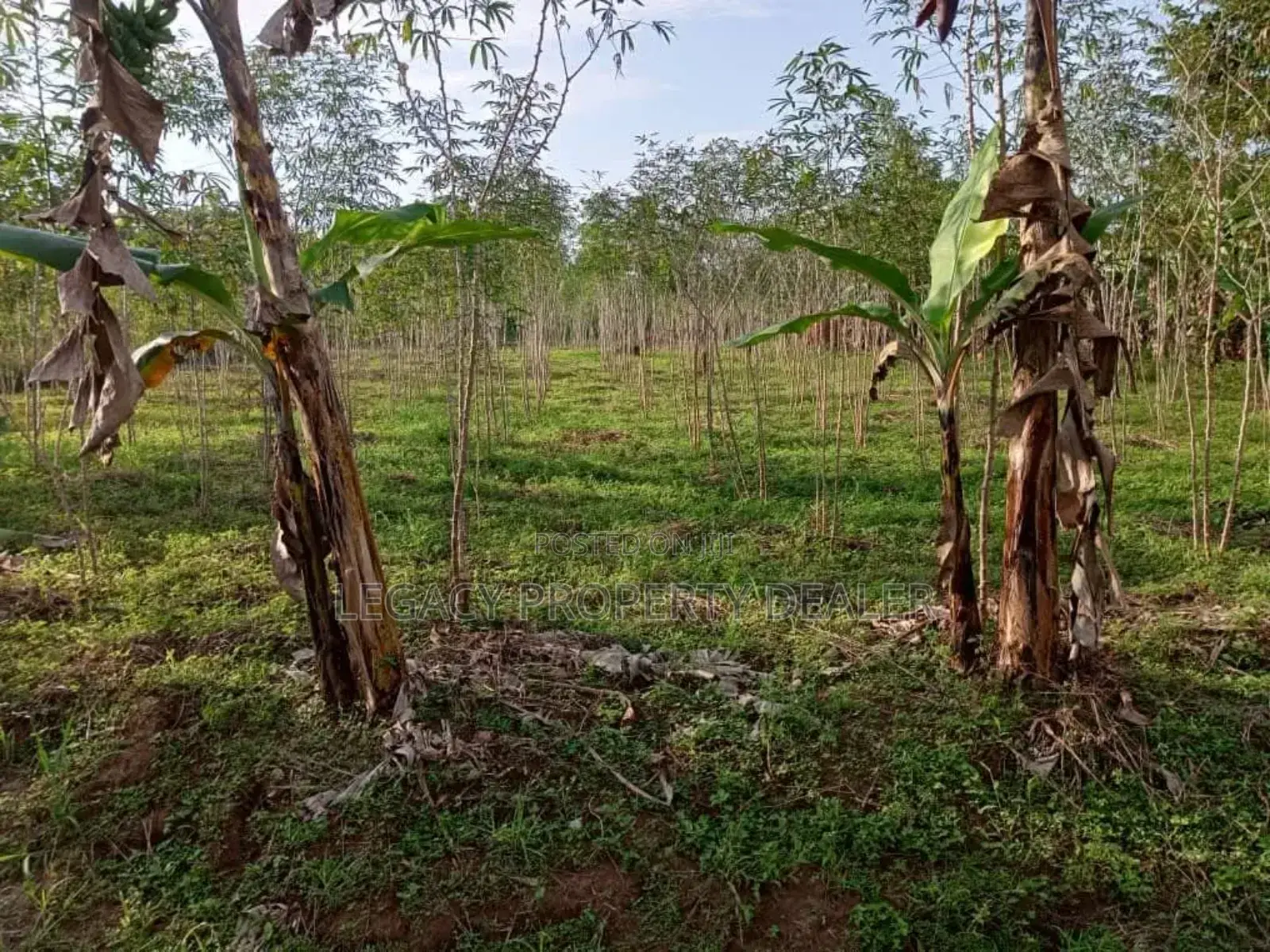 50 X 100 Plot for Sale