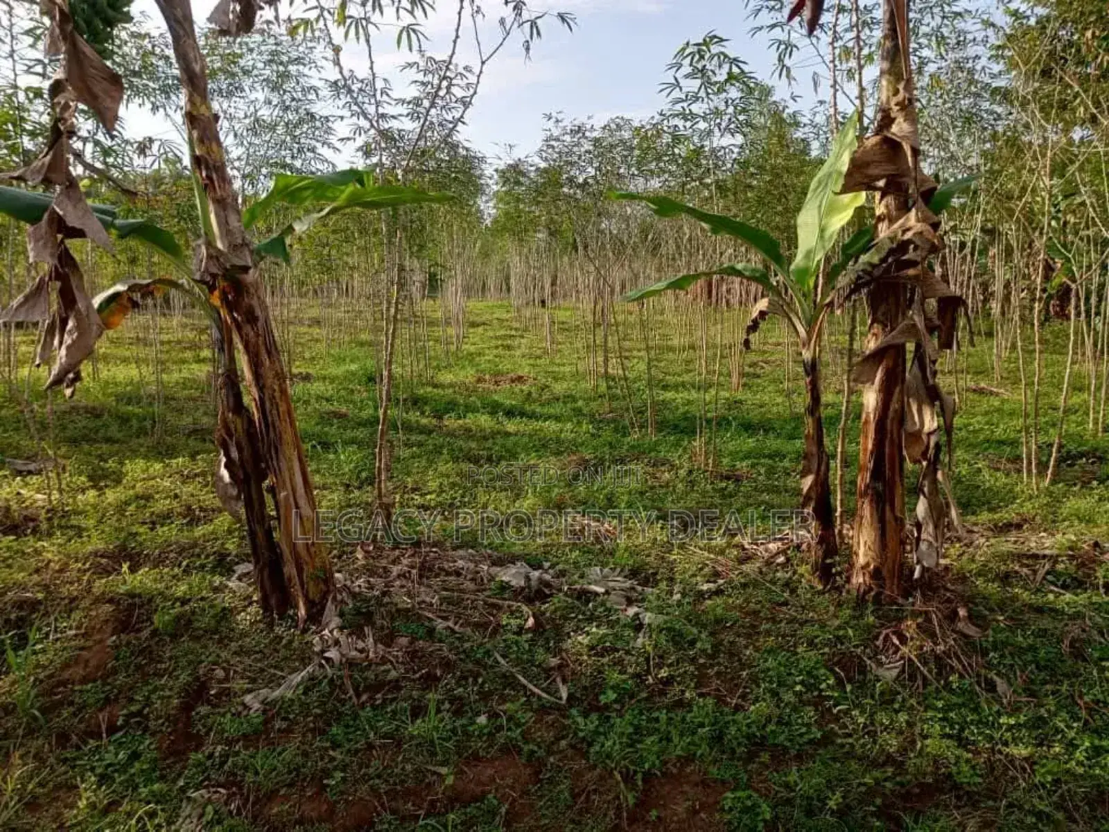 50 X 100 Plot for Sale