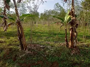 50 X 100 Plot for Sale