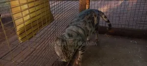 3-6 months Male Purebred Bengal