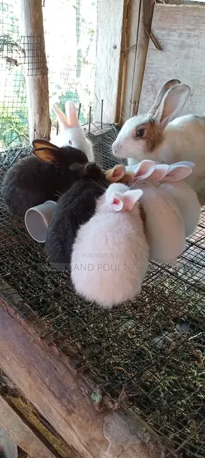 Mother Rabbit and Its Bunnies Cross Breed Newzealand(6 to 8 Bunnies)