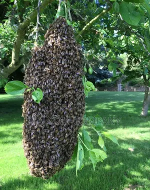 Bees Fumigation Services