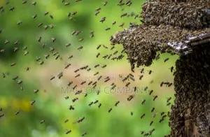 Bees Fumigation Services
