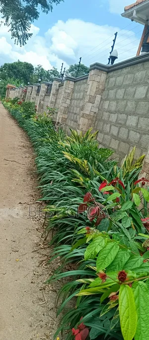 Hedges That Enhance Your Out Door Space.