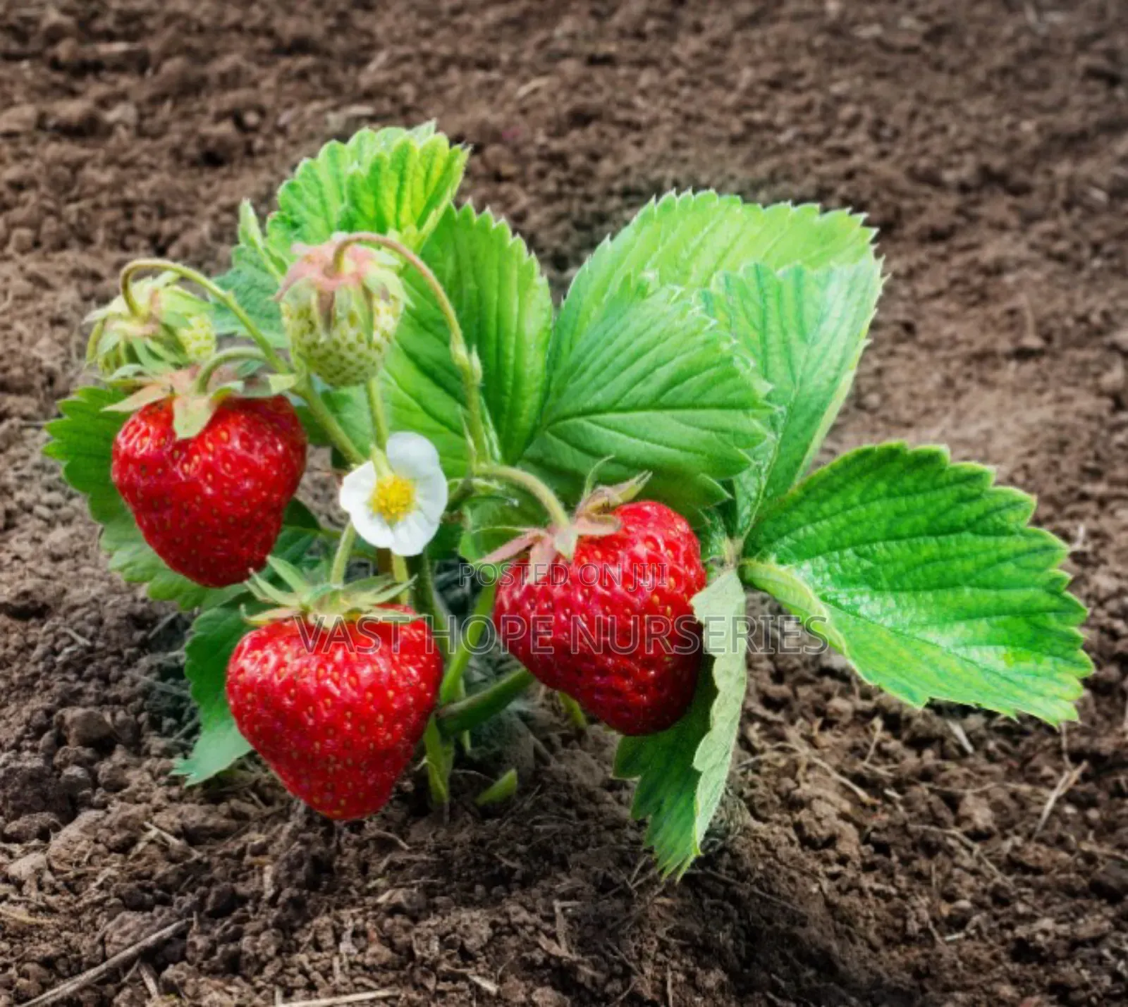 Straw Berry( Seedlings)