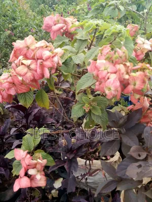 Flowers and Plants, Nature's Beauty Delivered