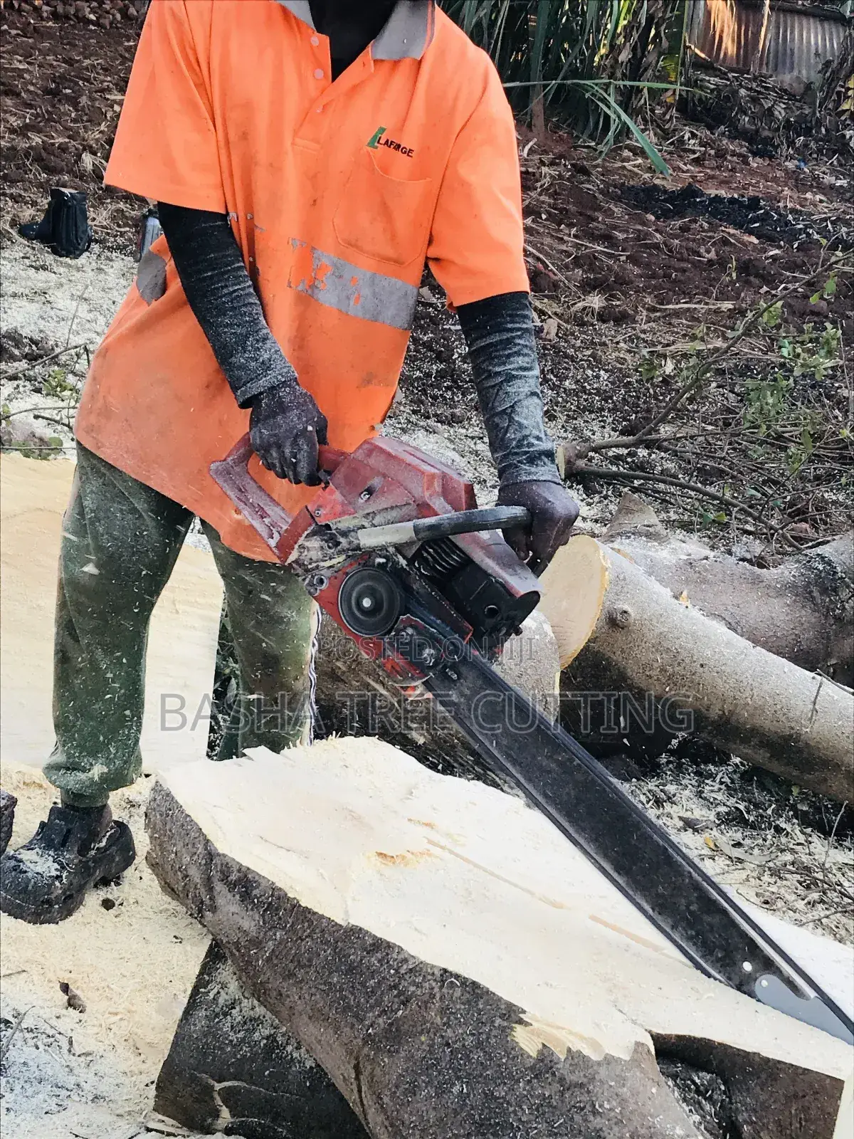 Chopping of Trees
