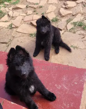 1-3 months Male Purebred German Shepherd