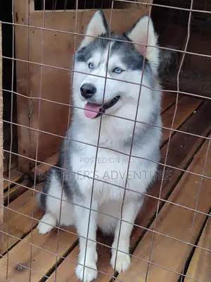 6-12 months Female Purebred Siberian Husky