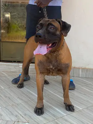 6-12 months Female Purebred Boerboel
