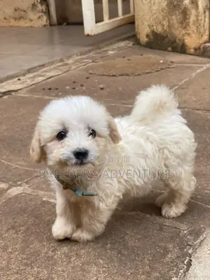 1-3 months Male Purebred Maltese