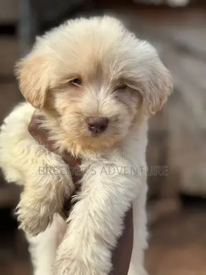 1-3 months Male Purebred Maltese