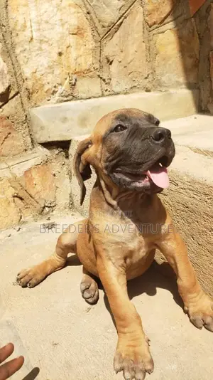 1-3 months Male Purebred Boerboel