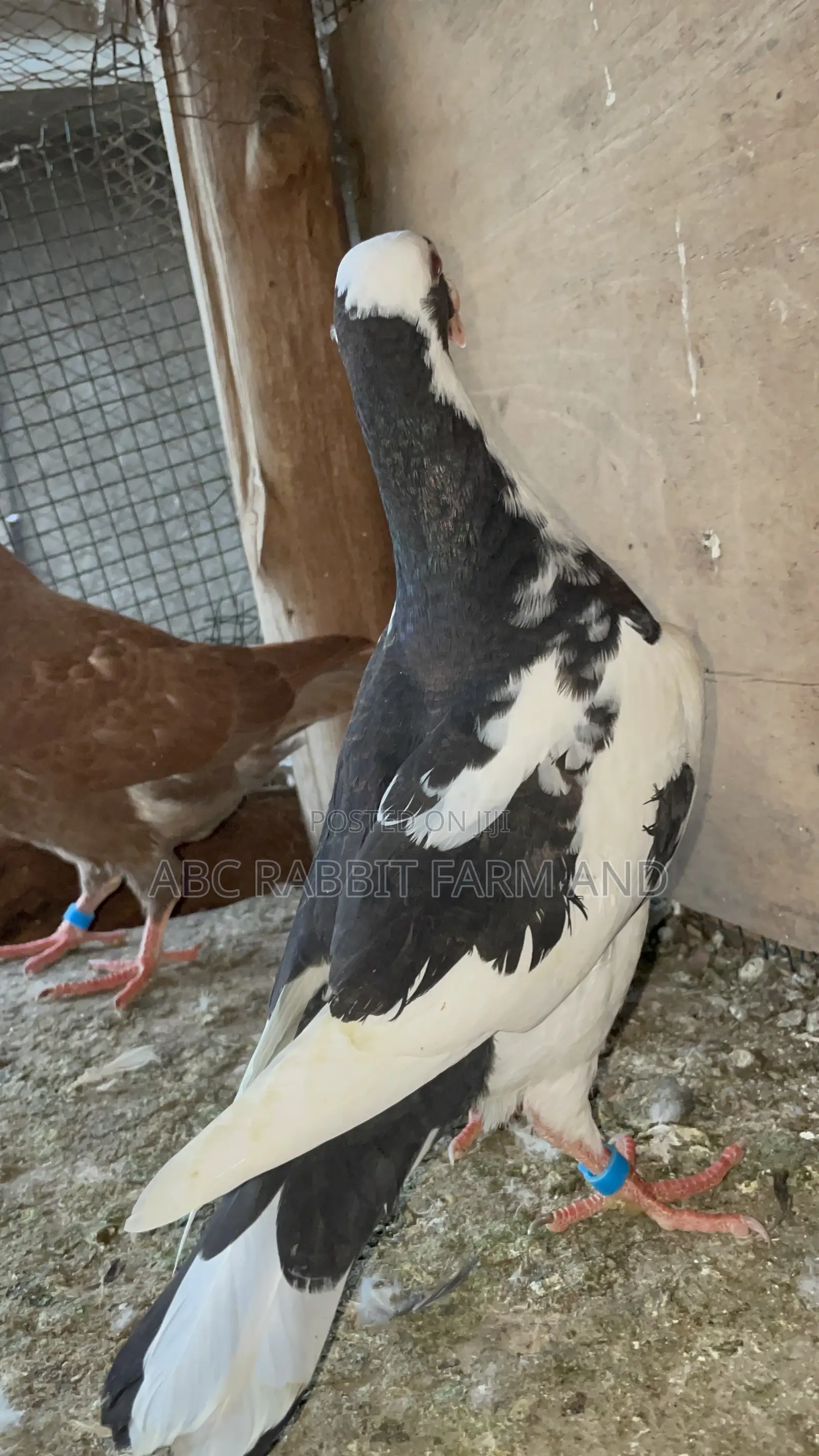 German Beauty Homer Pigeon