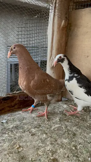 German Beauty Homer Pigeon