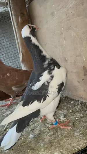 German Beauty Homer Pigeon