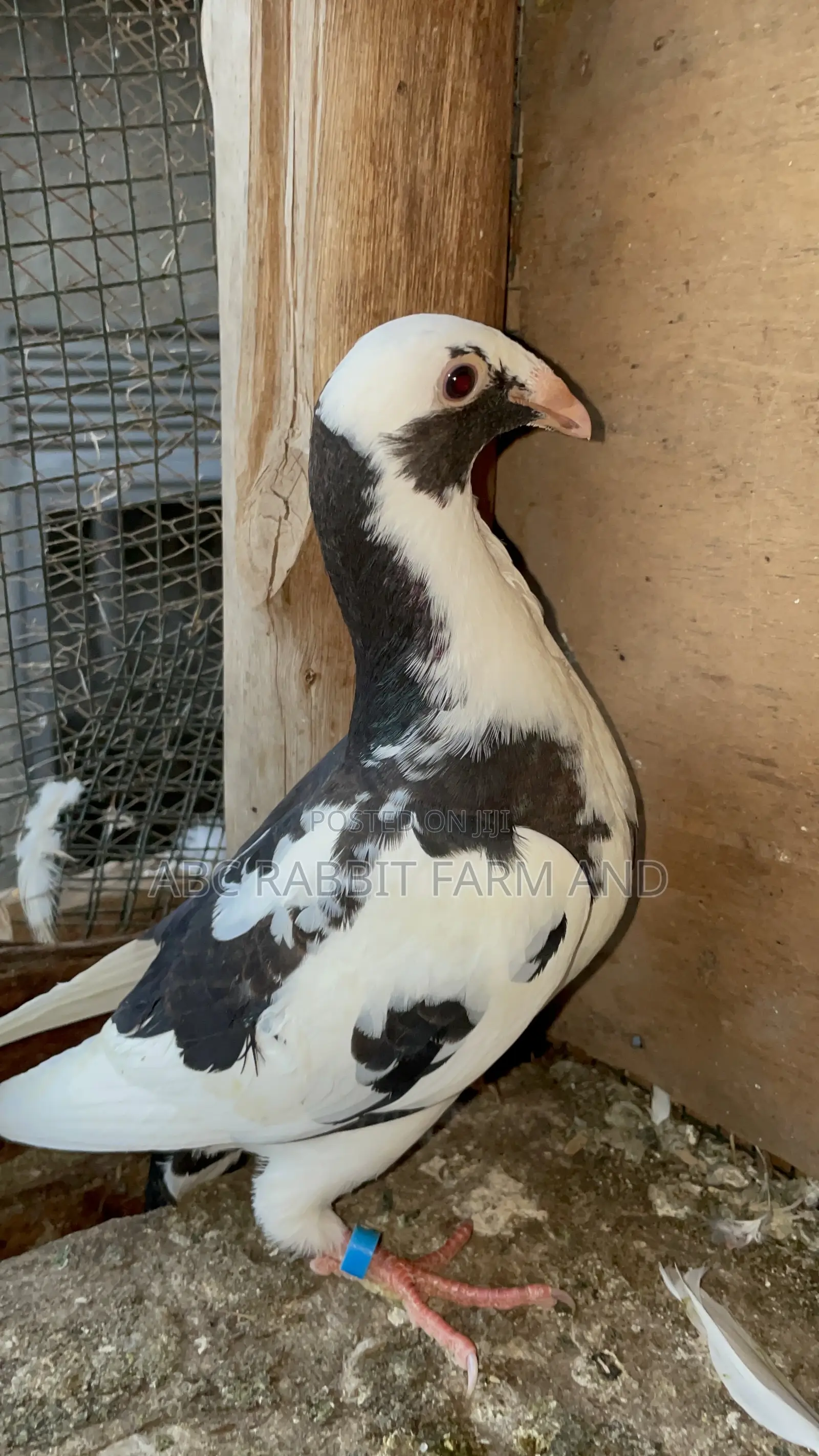 German Beauty Homer Pigeon