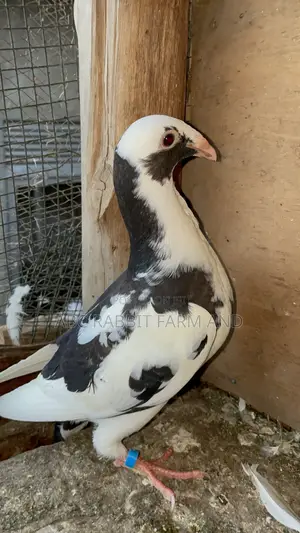 German Beauty Homer Pigeon