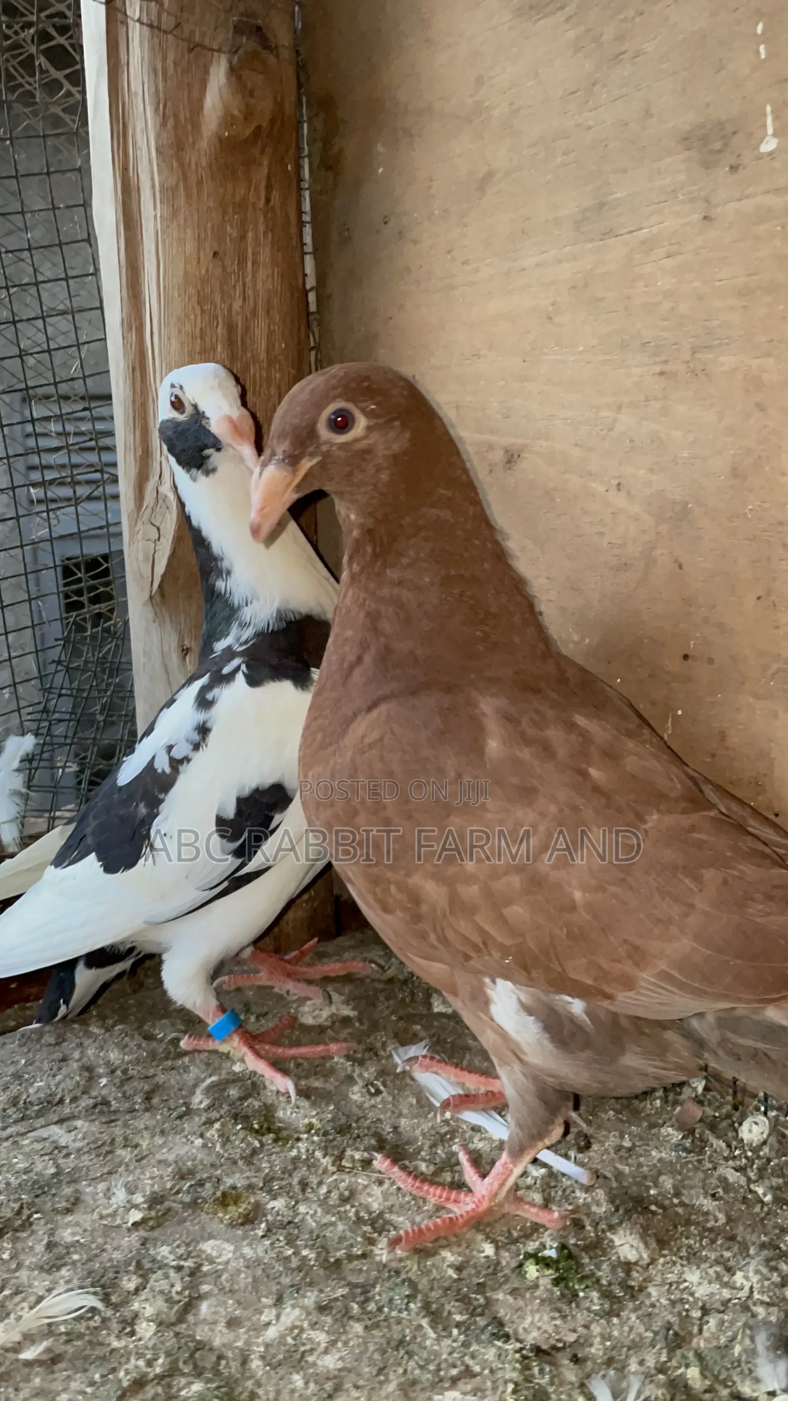 German Beauty Homer Pigeon