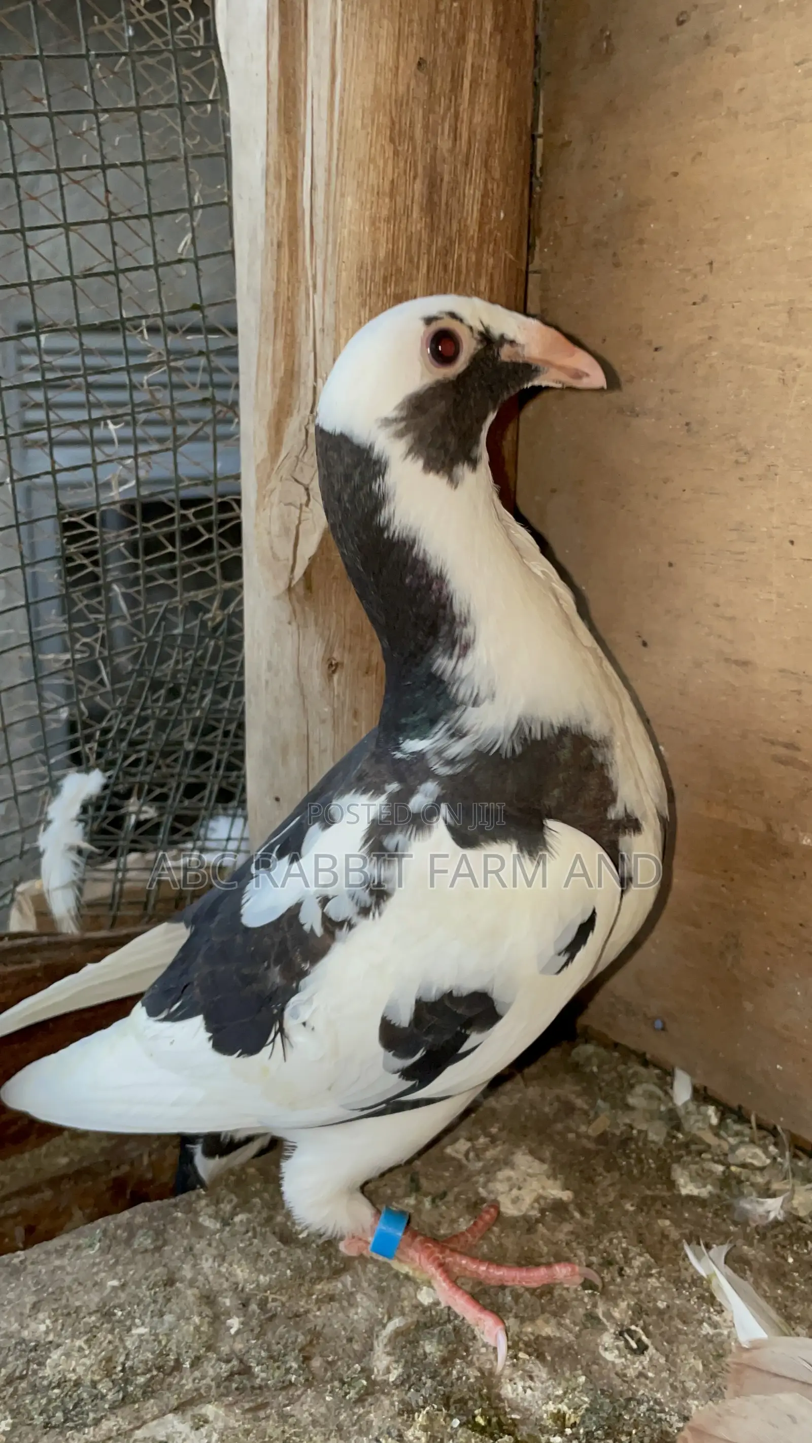 German Beauty Homer Pigeon