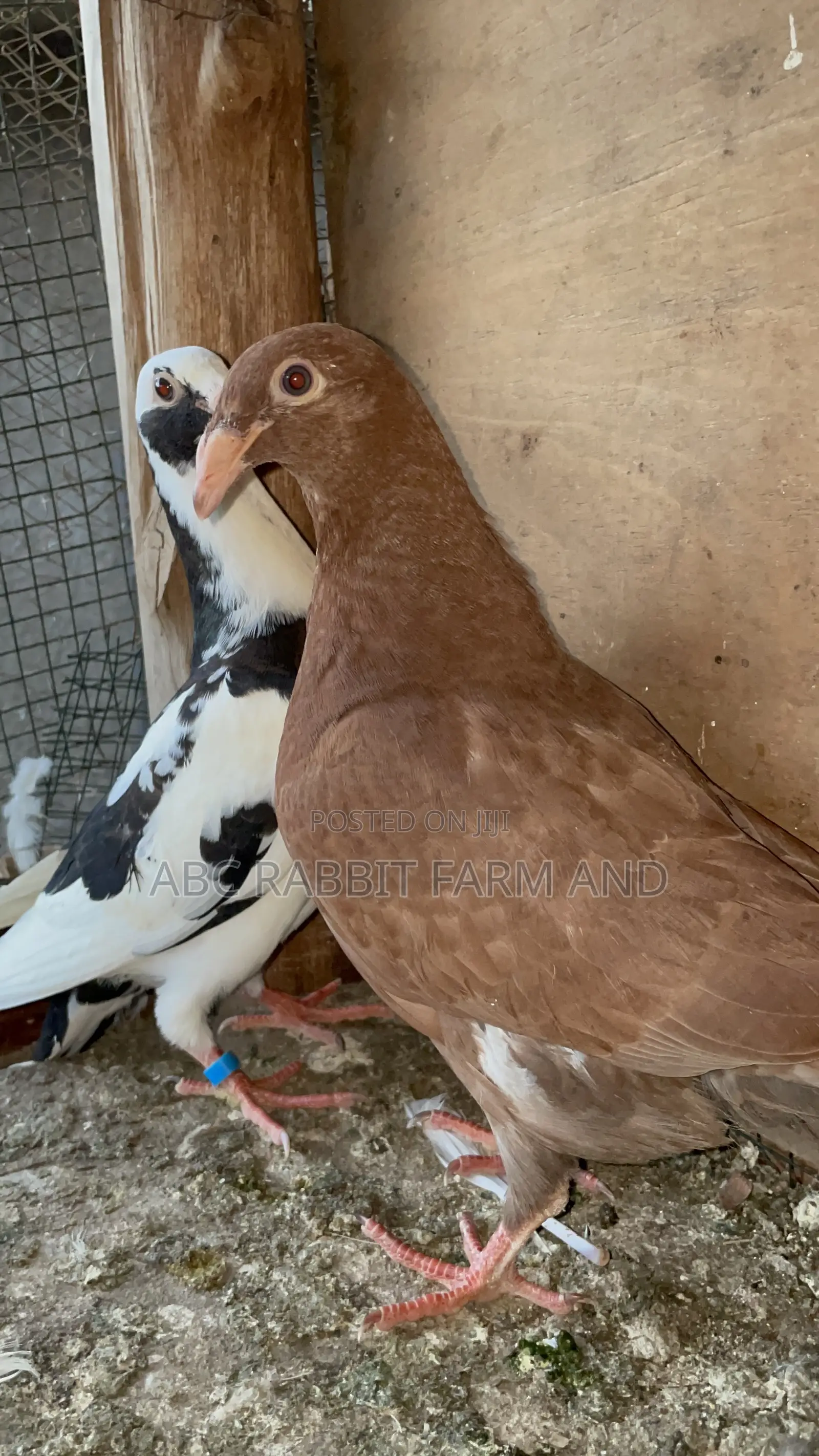 German Beauty Homer Pigeon