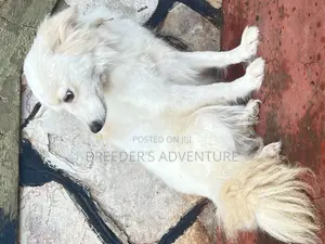 6-12 months Female Purebred Japanese Spitz