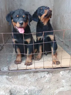 1-3 months Male Purebred Rottweiler