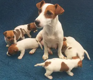 1-3 months Male Purebred Jack Russell Terrier