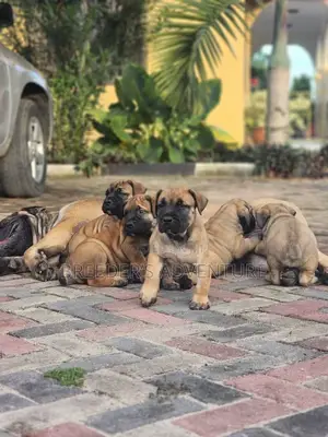 1-3 months Male Purebred Boerboel