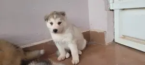 1-3 months Male Purebred Siberian Husky