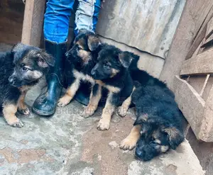 1-3 months Male Purebred German Shepherd